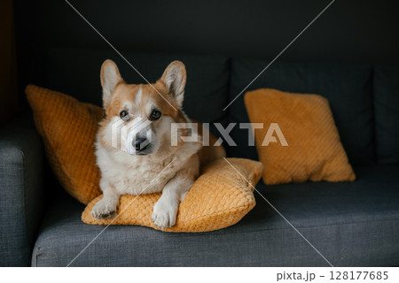 Corgi Resting on a Cozy Pillow Looking Relaxed 128177685