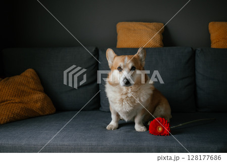 Corgi Relaxing on Couch with Red Flower Beside Corgi Relaxing on Couch with Red Flower Beside 128177686