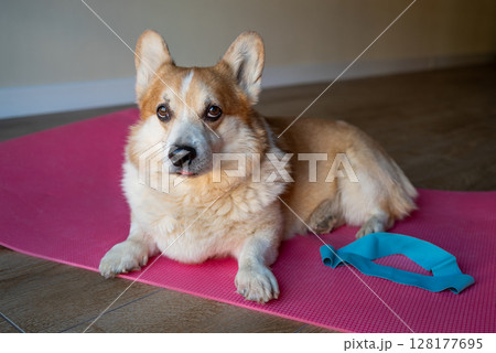 Cute corgi dog on a fitness mat with a fitness band at home 128177695