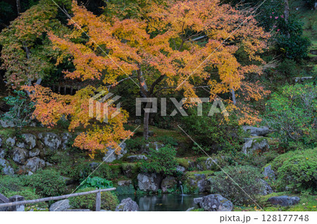 紅葉真っ盛りの福井県小浜市にある高野山真言宗萬徳寺を撮影 紅葉真っ盛りの福井県小浜市にある高野山真言宗萬徳寺を撮影 128177748