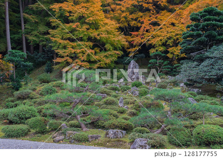 紅葉真っ盛りの福井県小浜市にある高野山真言宗萬徳寺を撮影 128177755