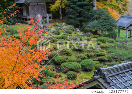 紅葉真っ盛りの福井県小浜市にある高野山真言宗萬徳寺を撮影 128177773
