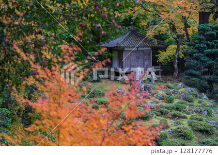 紅葉真っ盛りの福井県小浜市にある高野山真言宗萬徳寺を撮影 128177776