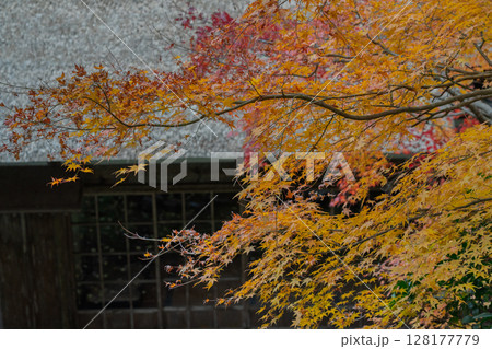 紅葉真っ盛りの福井県小浜市にある高野山真言宗萬徳寺を撮影 128177779