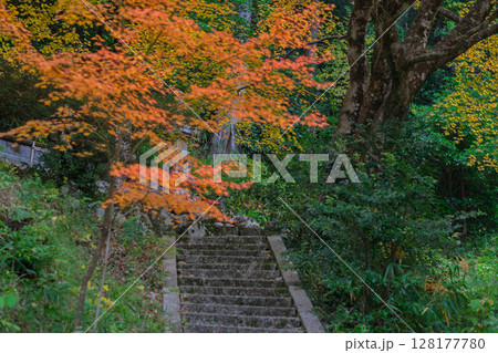 紅葉真っ盛りの福井県小浜市にある高野山真言宗萬徳寺を撮影 紅葉真っ盛りの福井県小浜市にある高野山真言宗萬徳寺を撮影 128177780