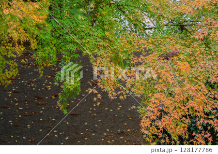 紅葉真っ盛りの福井県小浜市にある高野山真言宗萬徳寺を撮影 128177786