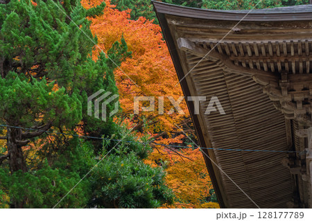 紅葉真っ盛りの福井県小浜市にある高野山真言宗萬徳寺を撮影 128177789