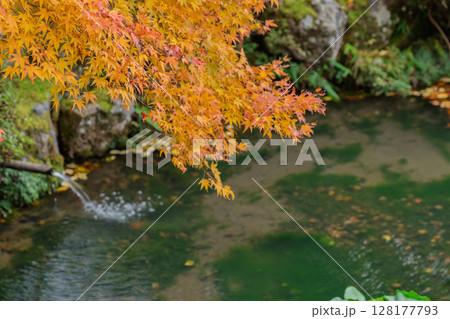 紅葉真っ盛りの福井県小浜市にある高野山真言宗萬徳寺を撮影 128177793