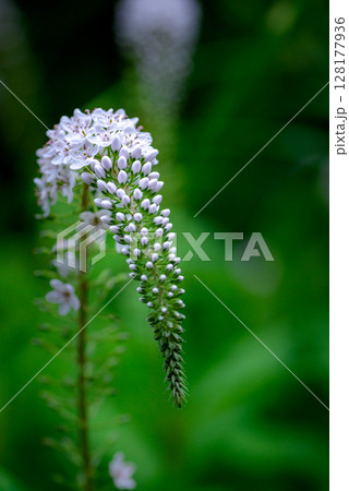 オカトラノオ オカトラノオ 128177936