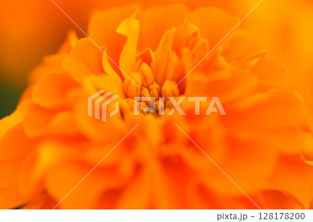 黄色いダリアの花のクローズアップ 128178200