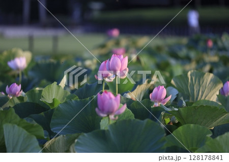 後楽園の蓮の花(大賀ハス) 後楽園の蓮の花(大賀ハス) 128178841