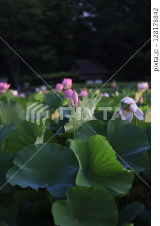 後楽園の蓮の花(大賀ハス) 後楽園の蓮の花(大賀ハス) 128178842