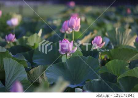 後楽園の蓮の花(大賀ハス) 後楽園の蓮の花(大賀ハス) 128178843