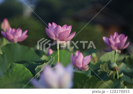 後楽園の蓮の花(大賀ハス) 後楽園の蓮の花(大賀ハス) 128178855