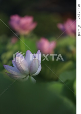 後楽園の蓮の花(大賀ハス) 後楽園の蓮の花(大賀ハス) 128178856