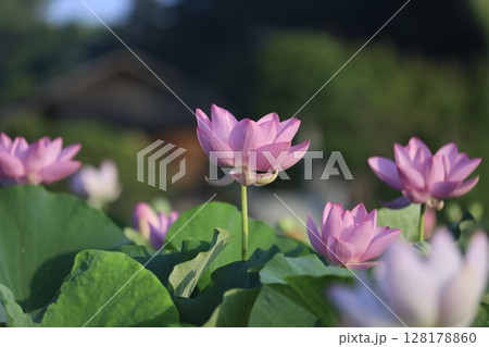後楽園の蓮の花（大賀ハス） 128178860