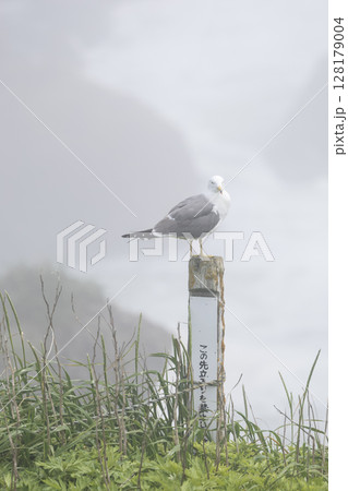 北海道霧多布岬のオオセグロカモメ 128179004