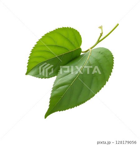 green tea leaf isolated on white background 128179056
