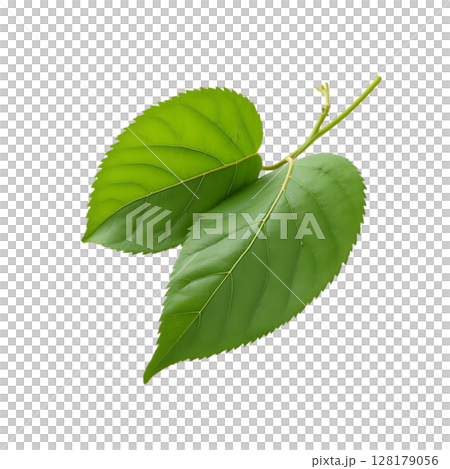green tea leaf isolated on white background 128179056