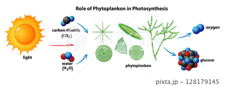Phytoplankton's Role in Photosynthesis Process Illustration Phytoplankton's Role in Photosynthesis Process Illustration 128179145
