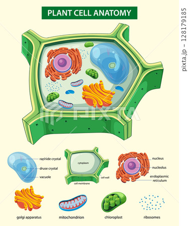Detailed Plant Cell Anatomy Illustration Detailed Plant Cell Anatomy Illustration 128179185