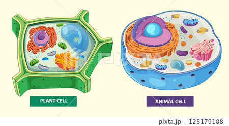 Detailed Vector Illustration of Plant and Animal Cells Detailed Vector Illustration of Plant and Animal Cells 128179188