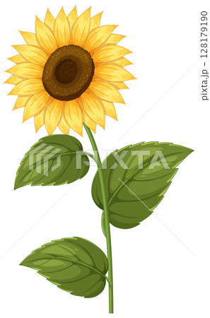 Bright Sunflower Vector Illustration with Green Leaves Bright Sunflower Vector Illustration with Green Leaves 128179190
