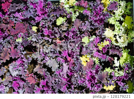 Colorful mix of ornamental kale and Heuchera 'Purple Petticoats' with ruffled purple and green foliage, adding vivid autumn texture to the garden scene. Colorful mix of ornamental kale and Heuchera 'Purple Petticoats' with ruffled purple and green foliage, adding vivid autumn texture to the garden scene. 128179221