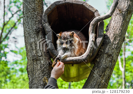 A pet raccoon reaches out from a wooden tree house to take food from a human hand, showing trust and curiosity in a natural outdoor setting. 128179230