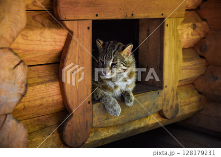 Amur wild cat resting in a wooden shelter in the Russian Far East. This rare feline is native to forested regions of Primorsky Krai, calm and alert. Amur wild cat resting in a wooden shelter in the Russian Far East. This rare feline is native to forested regions of Primorsky Krai, calm and alert. 128179231