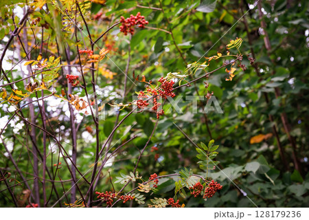 Viburnum sargentii, known as Sargent's viburnum, displays vibrant red berries and striking red foliage in autumn, enhancing the fall landscape 128179236