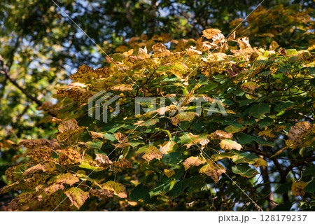 Golden autumn leaves of Amur linden (Tilia amurensis) create a warm and cozy background, reflecting the seasonal charm of the Russian Far East 128179237