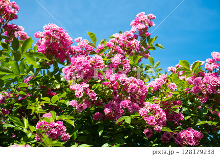 Pink Wartburg rambler rose blooming under clear summer sky. Vibrant flowers and green leaves create a lively and colorful garden scene in full sunlight. 128179238