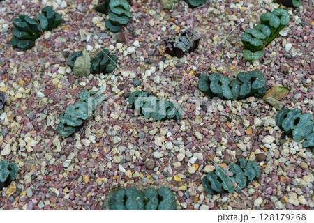 Unusual succulent plants Haworthia truncata growing in gravel soil, displaying their distinctive windowed leaf tops in a desert garden setting. 128179268