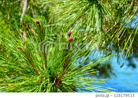 松の花　アカマツの雌花 128179513