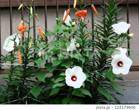 初夏の花:壇のオニユリ&スイフヨウ:天蓋百合 初夏の花:壇のオニユリ&スイフヨウ:天蓋百合 128179606