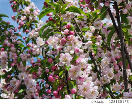 Apple Tree Blossom In Springtime Apple Tree Blossom In Springtime 128180178