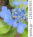 終わりかけの紫陽花 終わりかけの紫陽花 128180365