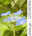 天をあおぐ紫陽花 天をあおぐ紫陽花 128180366