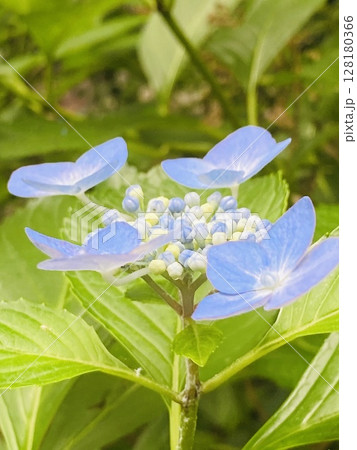 天をあおぐ紫陽花 天をあおぐ紫陽花 128180366