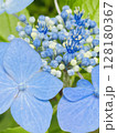 陽光の中の紫陽花 陽光の中の紫陽花 128180367