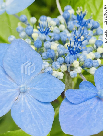 陽光の中の紫陽花 陽光の中の紫陽花 128180367