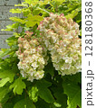 名残の紫陽花 名残の紫陽花 128180368