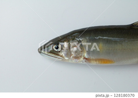 白バックで撮った天然アユの顔 128180370