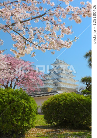 「世界文化遺産」「国宝」姫路城、西の丸庭園の紅白桜/平成百景/日本さくら名所100選/日本100名城 128180426