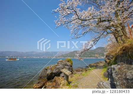海津大崎(かいづおおさき)の桜並木と遊歩道/日本さくら名所100選/琵琶湖八景 海津大崎(かいづおおさき)の桜並木と遊歩道/日本さくら名所100選/琵琶湖八景 128180433