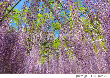 白毫寺の九尺藤 128180470