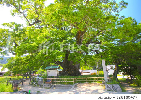 野間の大ケヤキ/樹齢千年「国指定天然記念物」 128180477