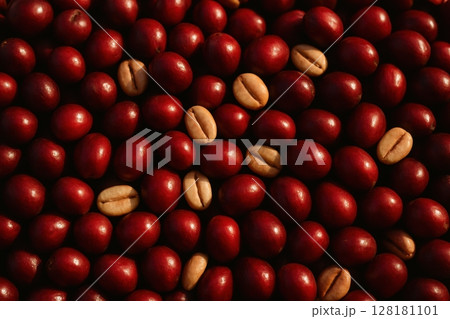 Close up full frame of freshly harvested deep red coffee cherries and raw parchment beans 128181101
