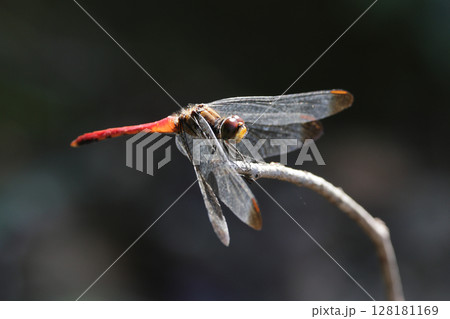 枝に止まるリスアカネ 枝に止まるリスアカネ 128181169